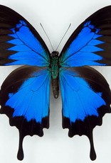 Papilio ulysses ulysses M A1 Seram Island, Indonesia