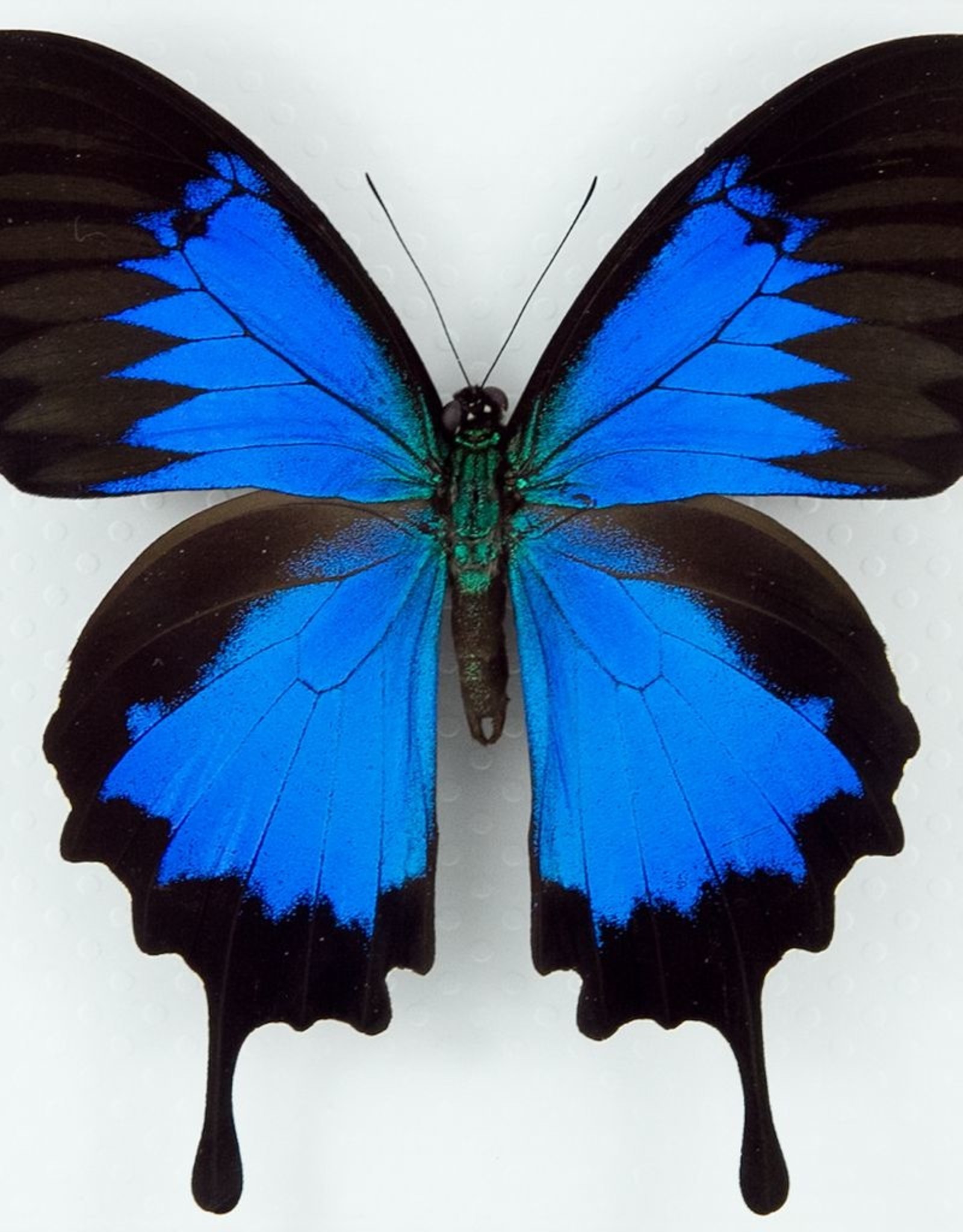 Papilio ulysses ulysses M A1 Seram Island, Indonesia