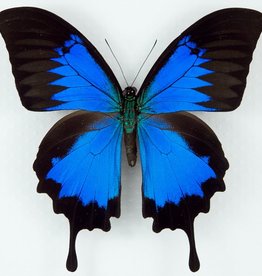 Papilio ulysses ulysses M A1 Seram Island, Indonesia