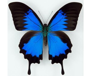 Morpho menelaus & Papilio ulysses 蝶の標本 papilio-ulysses-ulysses-m-a1-