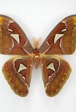 Attacus atlas M A1 Indonesia