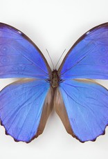 Morpho didius M A1 Upper Huallaga Valley, Peru