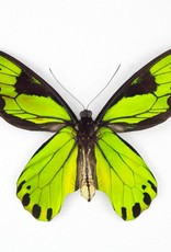 Ornithoptera victoriae regis M A1 PNG