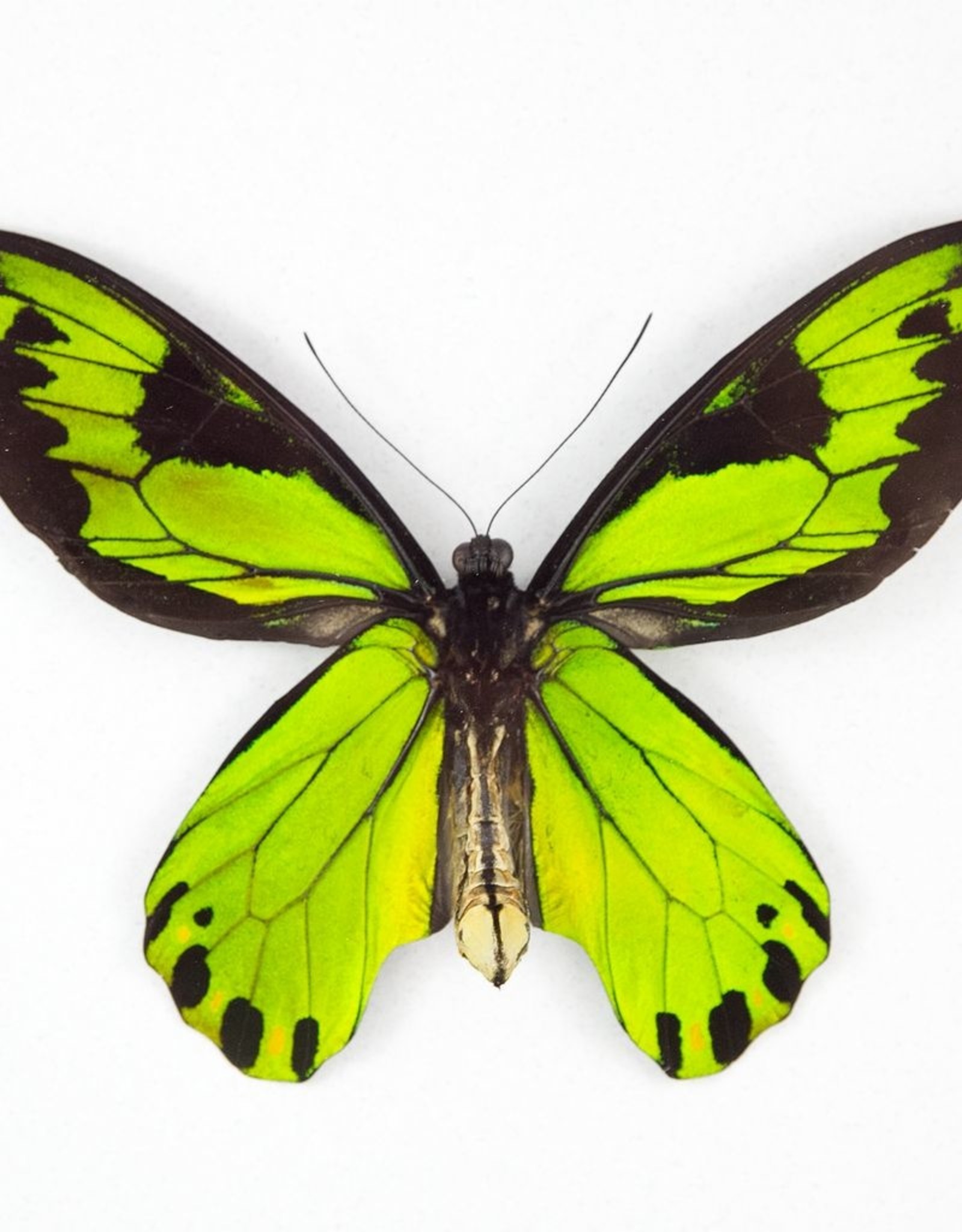 Ornithoptera victoriae regis M A1 PNG