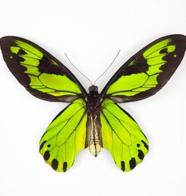 Ornithoptera victoriae regis M A1 PNG