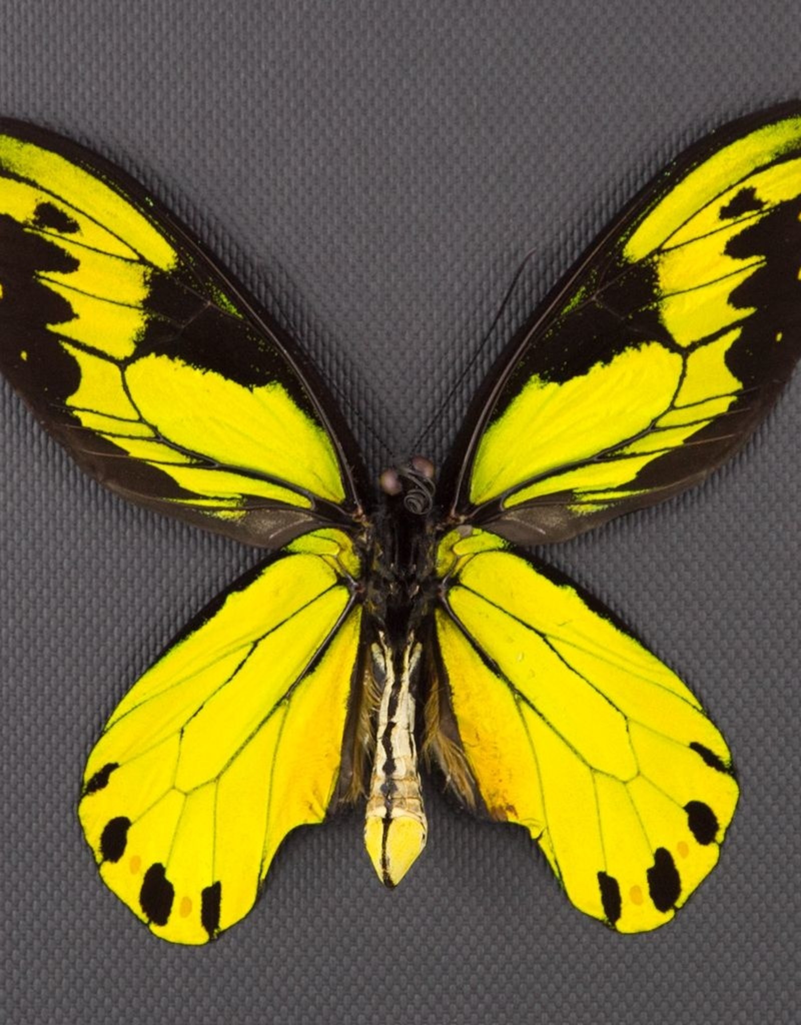 Ornithoptera victoriae regis M A1 PNG