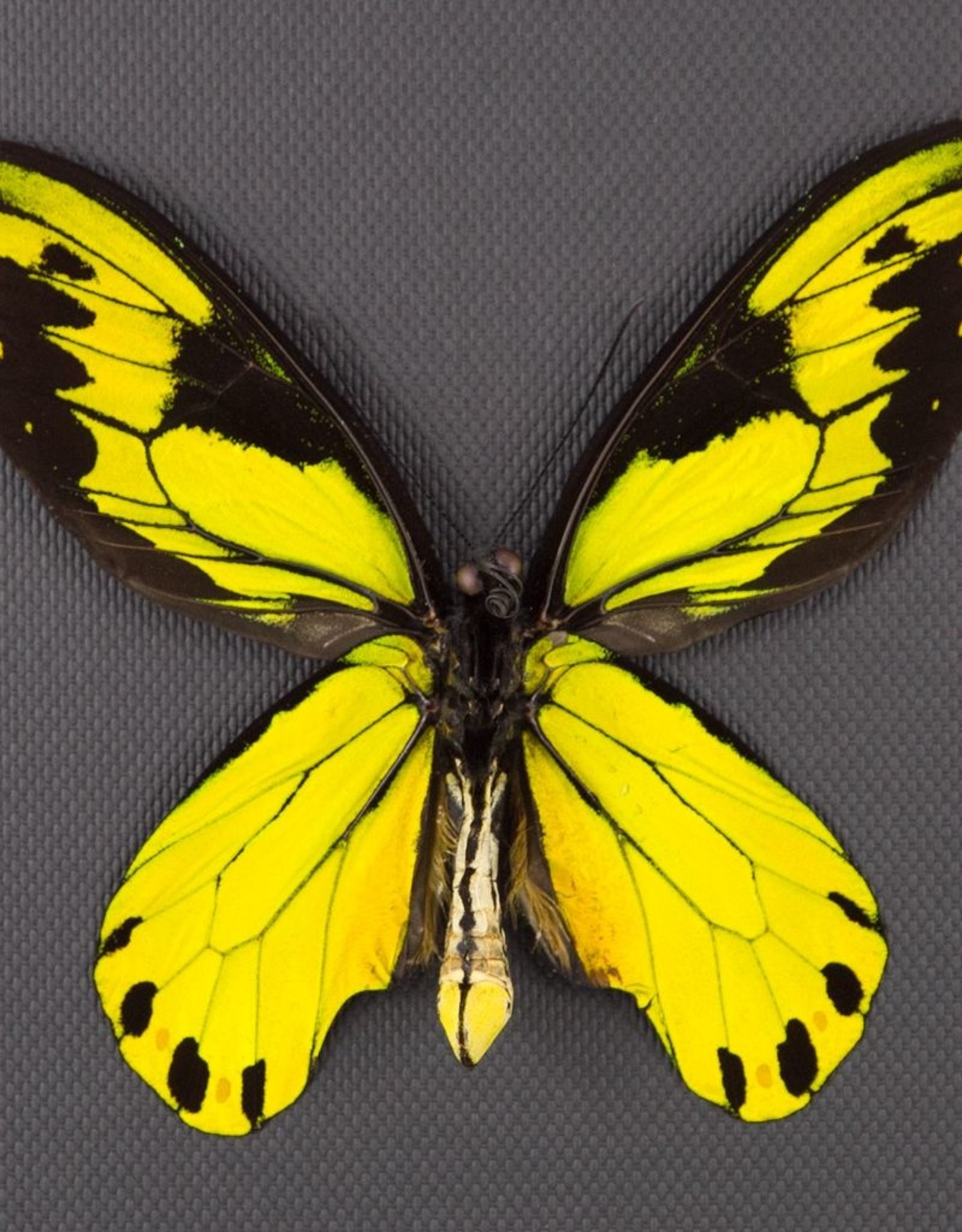 Ornithoptera victoriae regis M A1 PNG