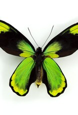 Ornithoptera victoriae regis M A1 PNG