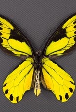 Ornithoptera victoriae regis M A1- PNG