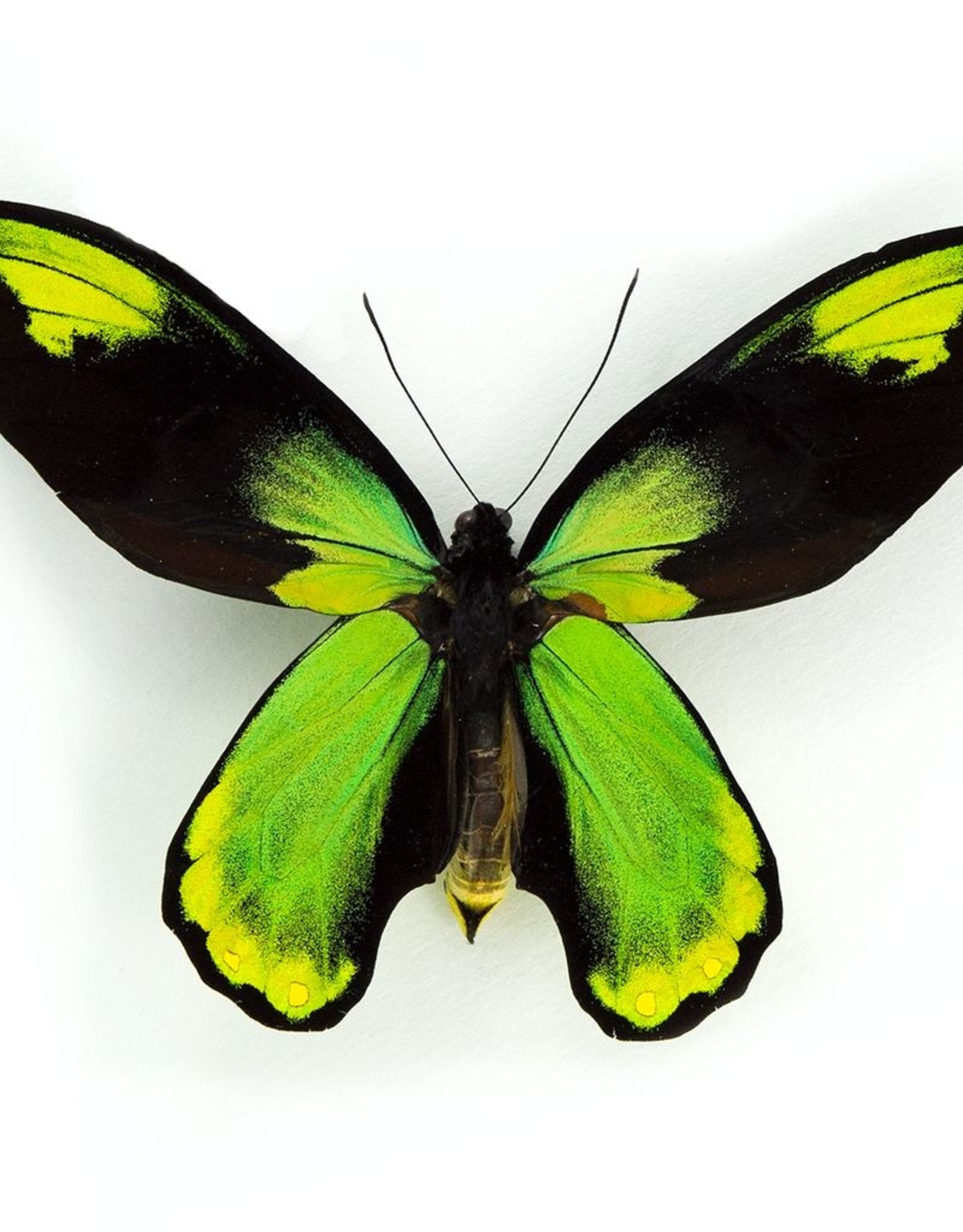 Ornithoptera victoriae regis M A1/A1- PNG