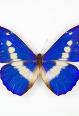 Morpho rhetenor helena M A1 Upper Huallaga Valley, Peru