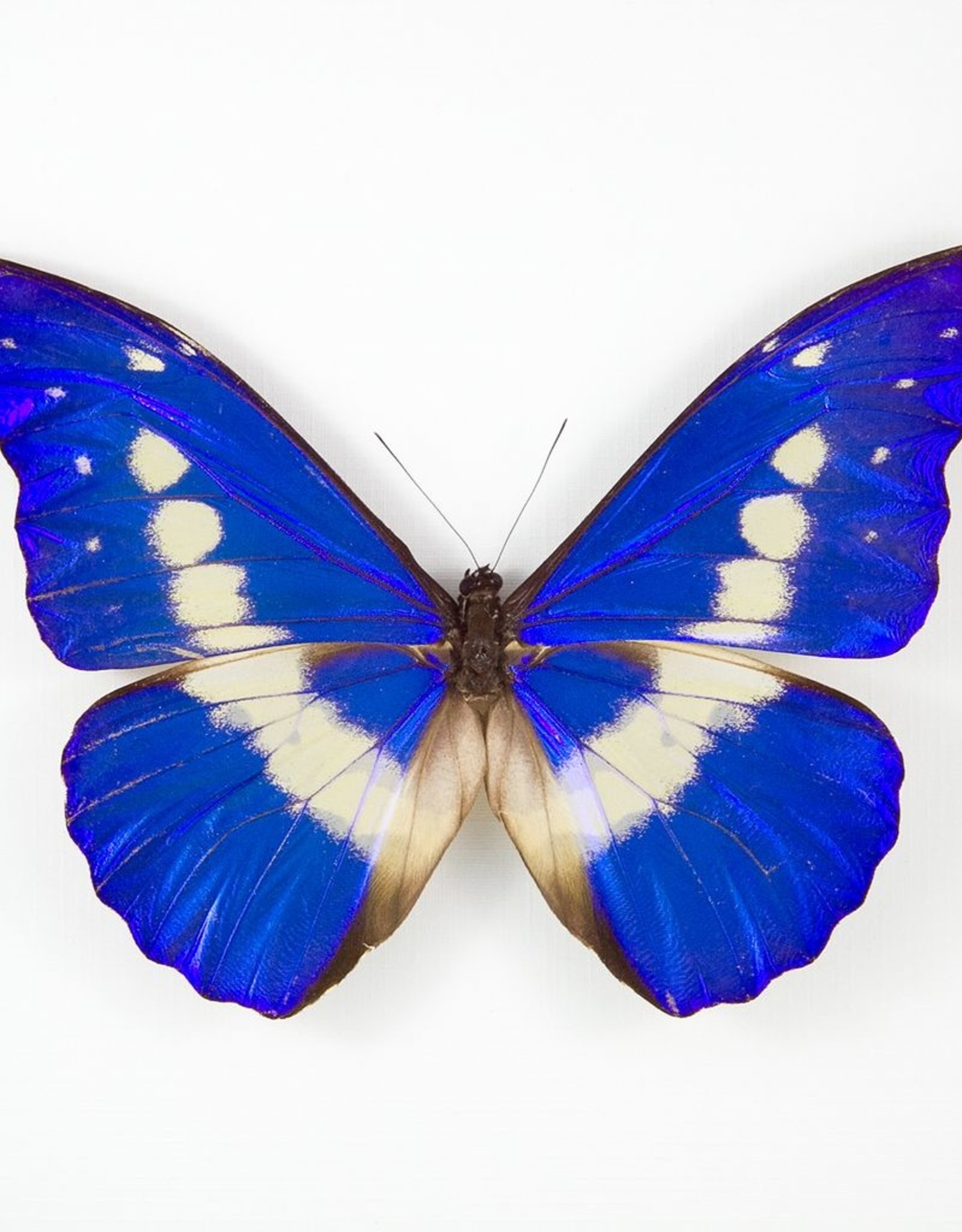 Morpho rhetenor helena M A1 Upper Huallaga Valley, Peru