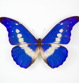 Morpho rhetenor helena M A1 Upper Huallaga Valley, Peru