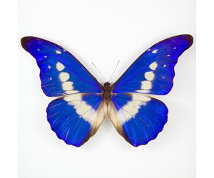 morpho-rhetenor-helena-m-a1-