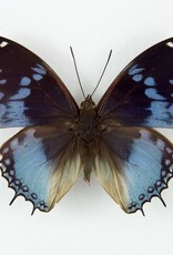 Charaxes smaragdalis F A1 Central Africa Republic