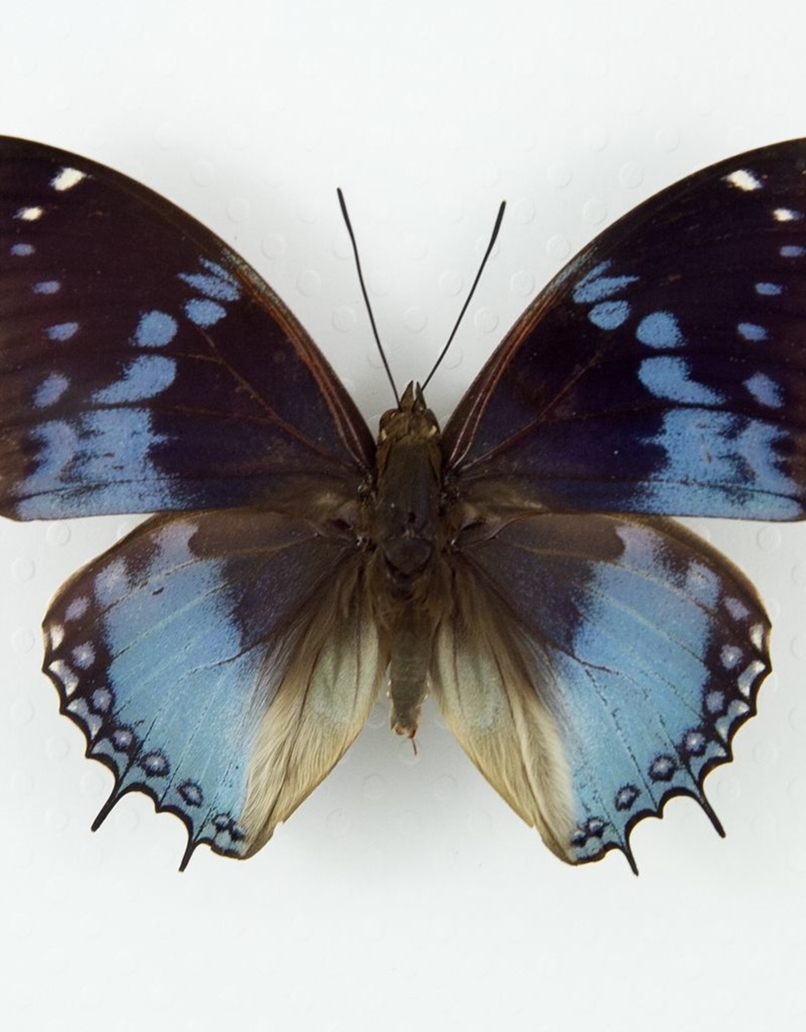 Charaxes smaragdalis F A1 Central Africa Republic