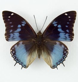 Charaxes smaragdalis F A1 Central Africa Republic