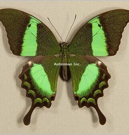 Papilio daedalus ssp? M A1 Philippines