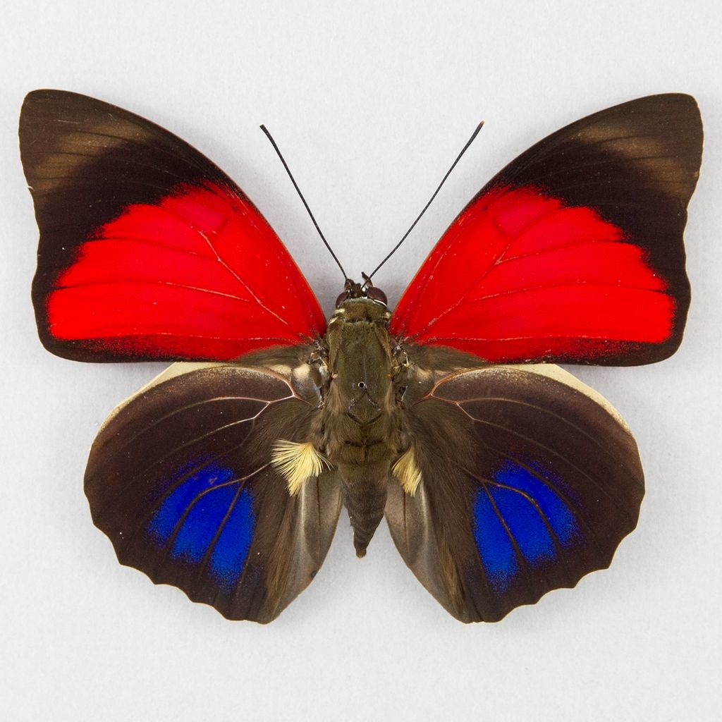 agrias-claudina-lugens-m-a1-