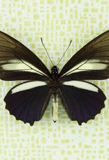 Battus crassus crassus M A1 Upper Huallaga Valley, Peru