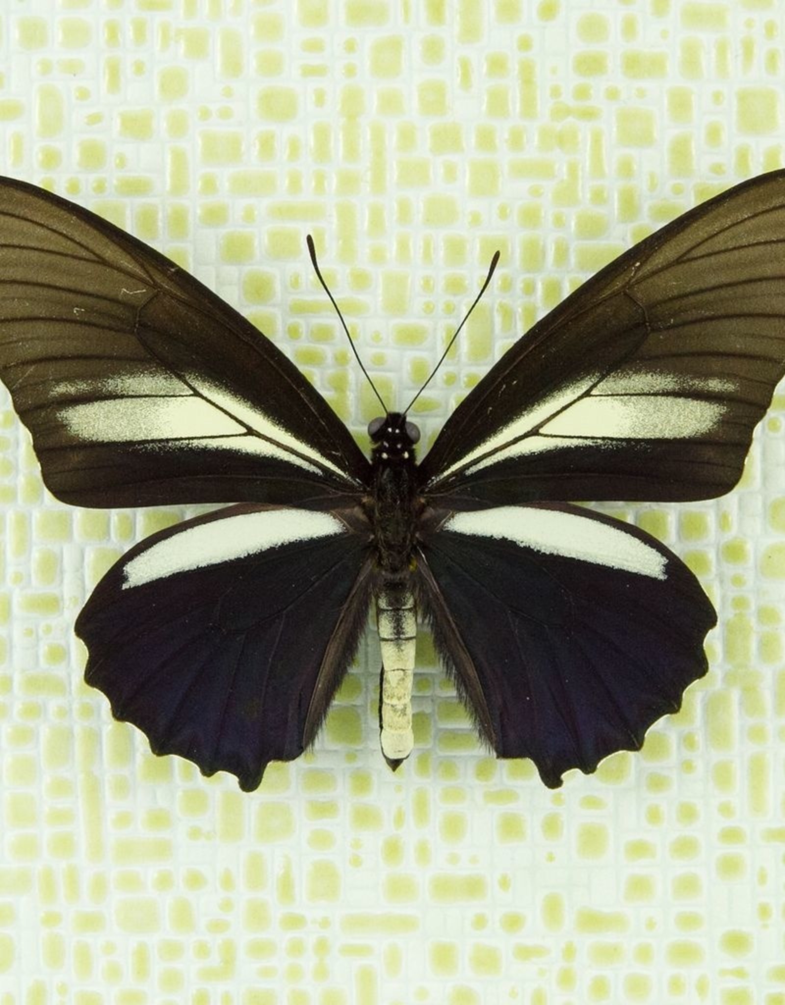 Battus crassus crassus M A1 Upper Huallaga Valley, Peru