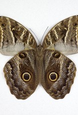Caligo MIX M A1 Peru