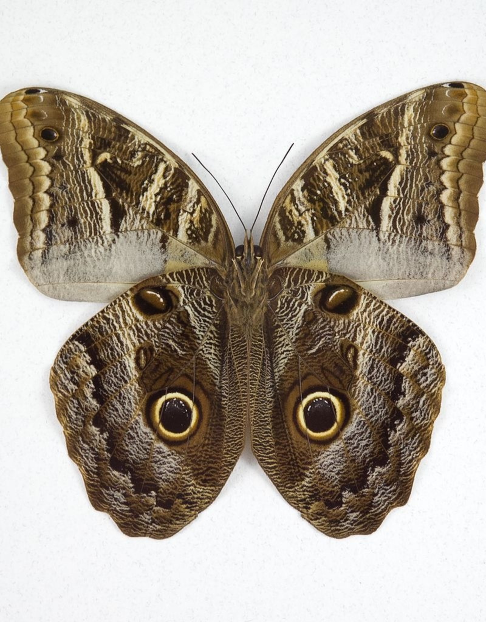 Caligo MIX M A1 Peru