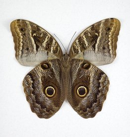 Caligo MIX M A1 Peru