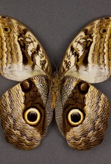 Caligo MIX M A1 Peru
