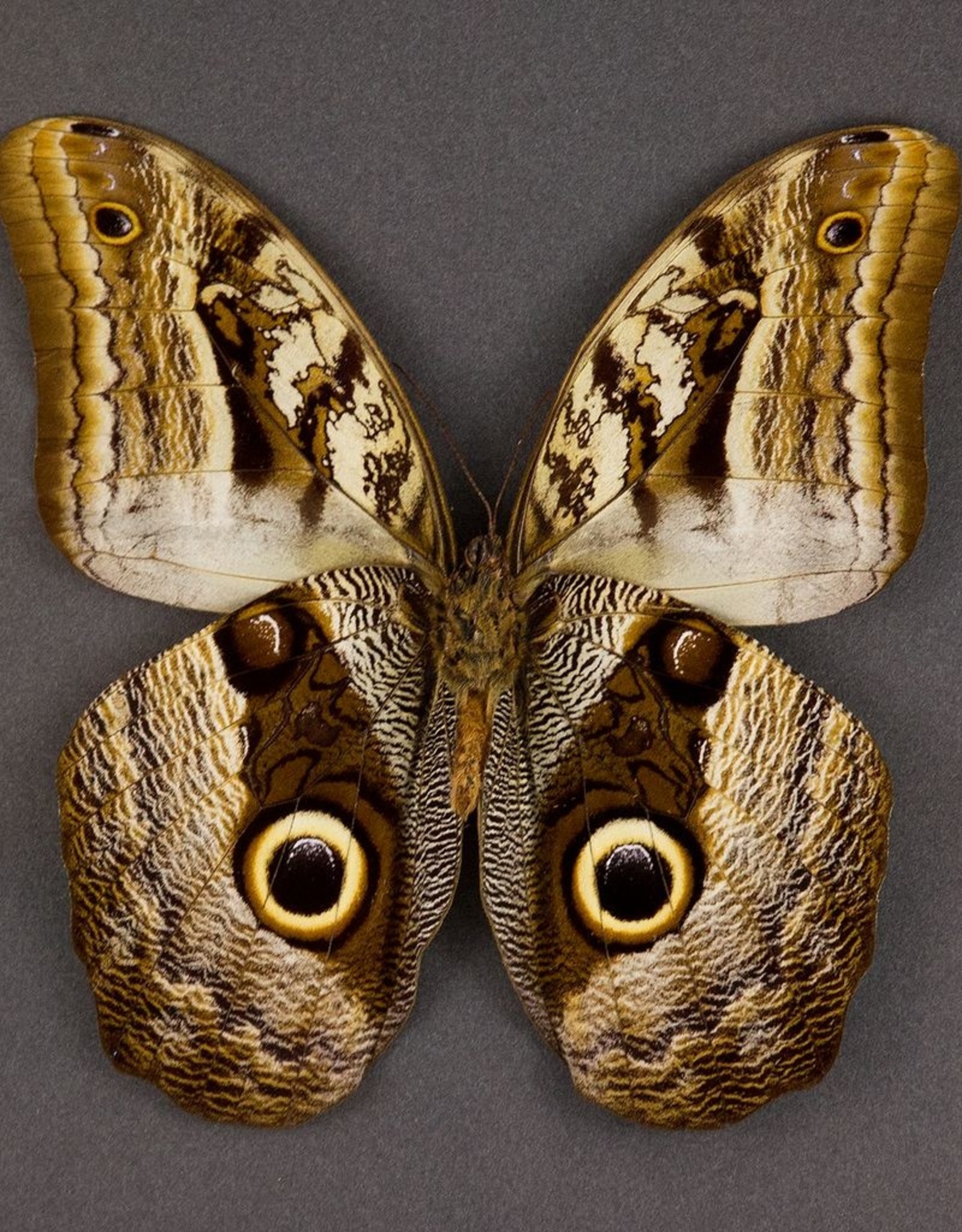 Caligo idomeneus idomenides / C. eurilochus / C. teucer MIX M A1 Peru