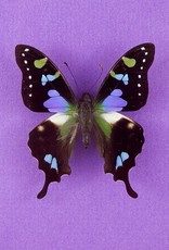 Graphium weiskei M A1 Arfak, Irian Jaya, Indonesia