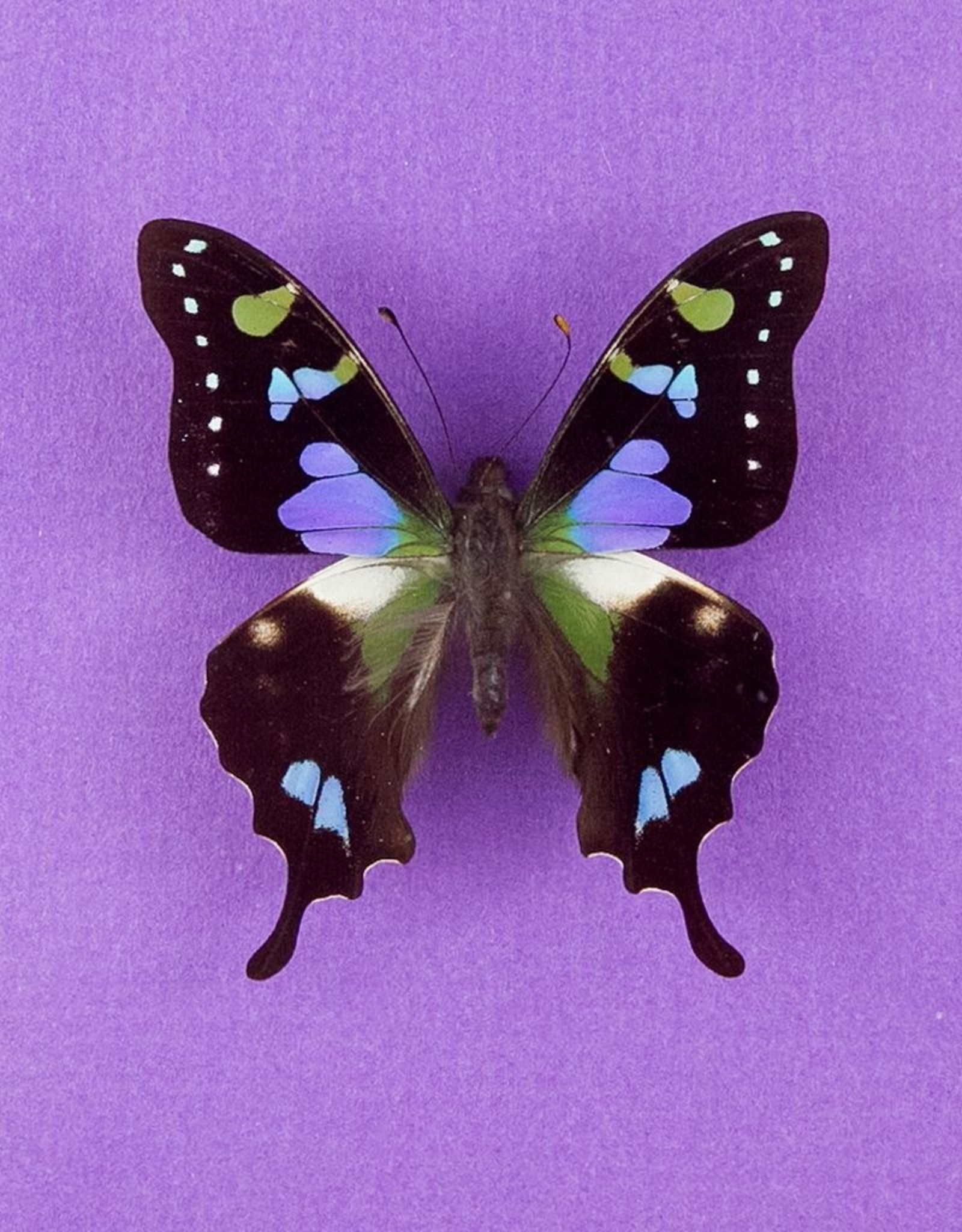 Graphium weiskei M A1 Arfak, Irian Jaya, Indonesia