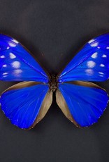 Morpho rhetenor cacica f. paradisiaca FEMALE A1 Satipo, Peru