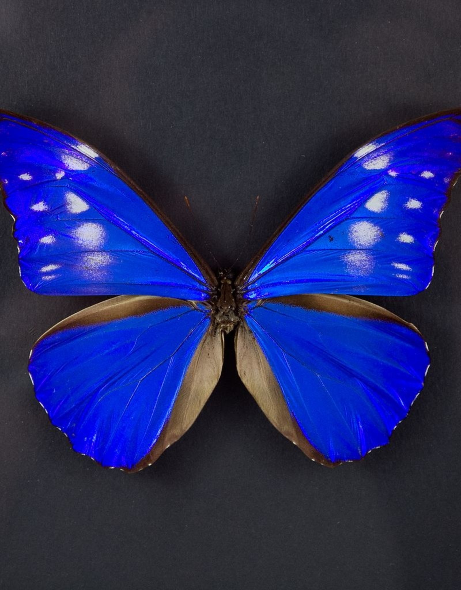 Morpho rhetenor cacica f. paradisiaca FEMALE A1 Satipo, Peru