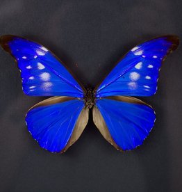 Morpho rhetenor cacica f. paradisiaca FEMALE A1 Satipo, Peru