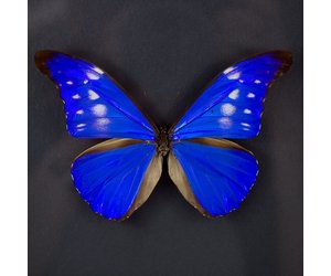 morpho-rhetenor-cacica-f-
