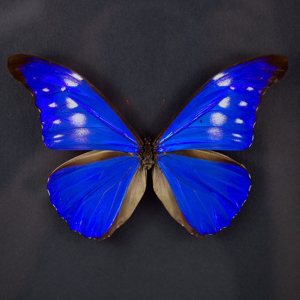 標本 Peru Morpho Rhetenor Cacica 124mm Morpho rhetenor cacica - Blue Morpho Butterfly