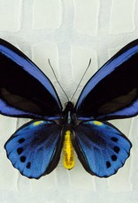 Ornithoptera priamus urvillianus f. flavomaculata M A1 Indonesia