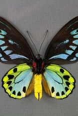 Ornithoptera priamus urvillianus f. flavomaculata M A1 Indonesia