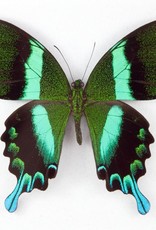 Papilio blumei fruhstoferi M A1 Sulawesi Island, Indonesia