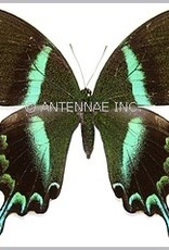 Papilio blumei fruhstoferi F A1 Sulawesi Island, Indonesia