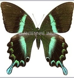Papilio blumei fruhstoferi F A1 Sulawesi Island, Indonesia