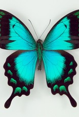 Papilio lorquinianus albertisi M A1 Arfak, Irian Jaya, Indonesia