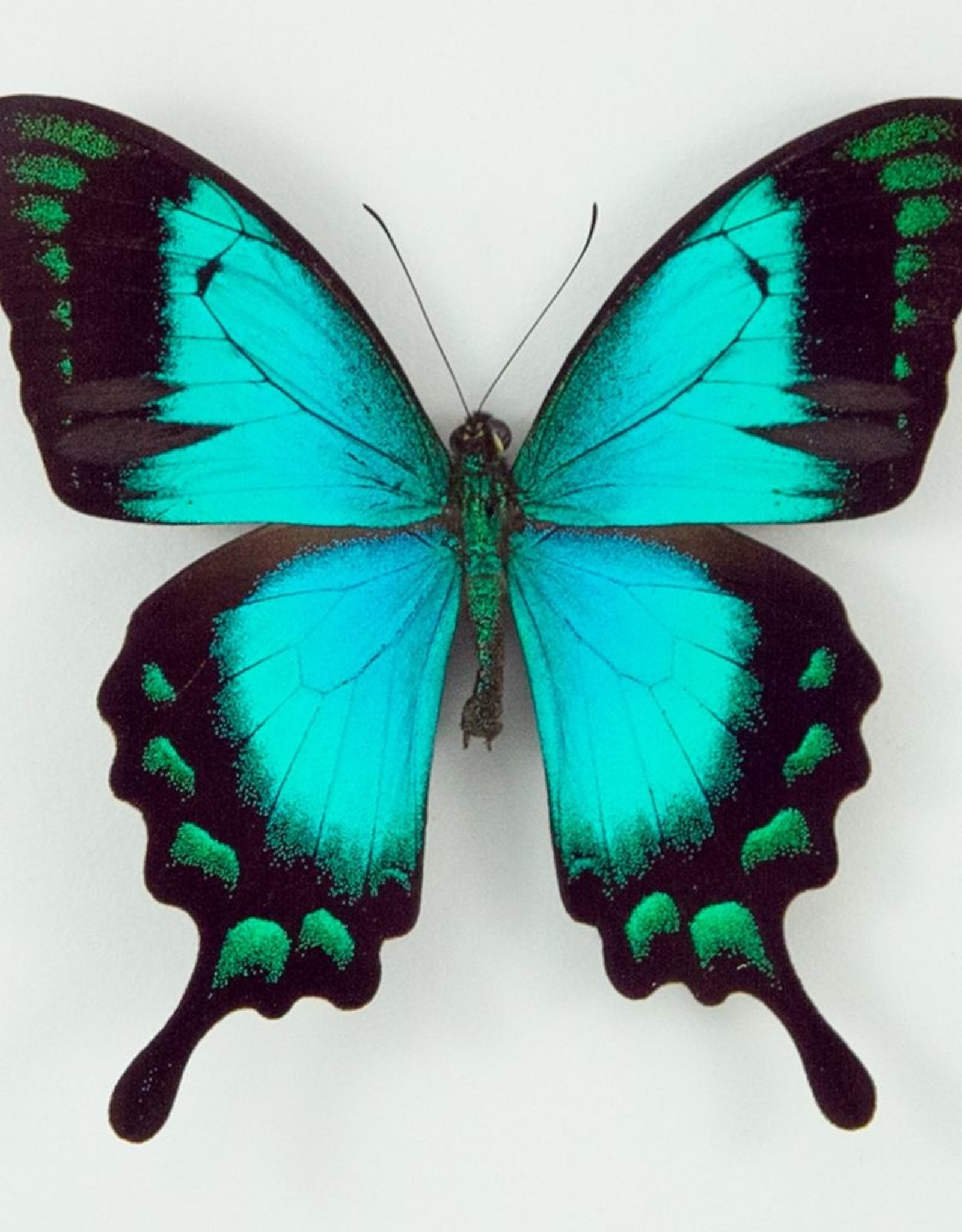 Papilio lorquinianus albertisi M A1 Arfak, Irian Jaya, Indonesia