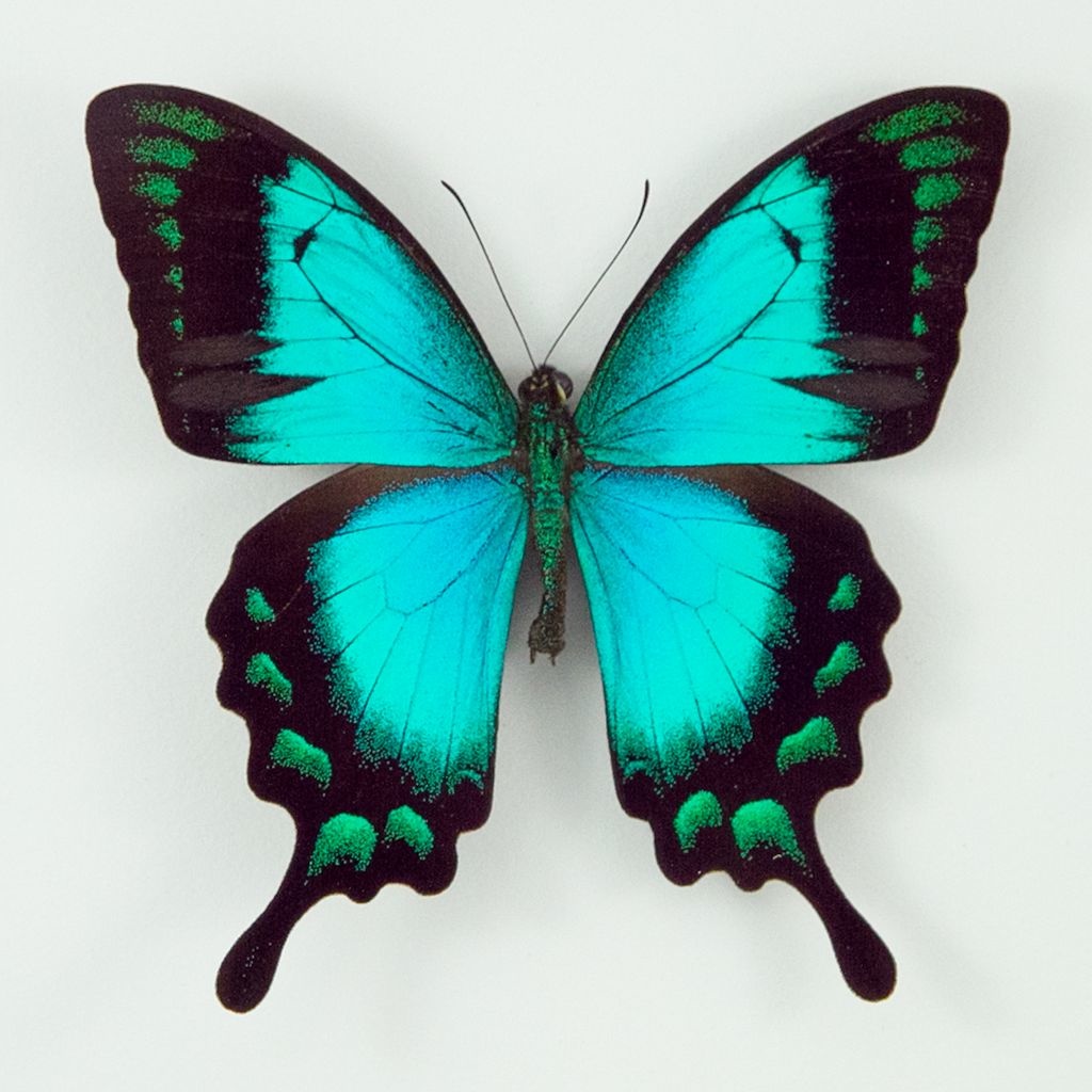 Papilio lorquinianus albertisi M A1 Indonesia - Butterfly Art Inc.