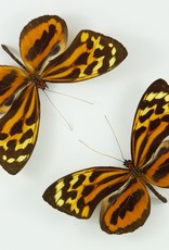 Tithorea harmonia M A1 Huanuco, Peru