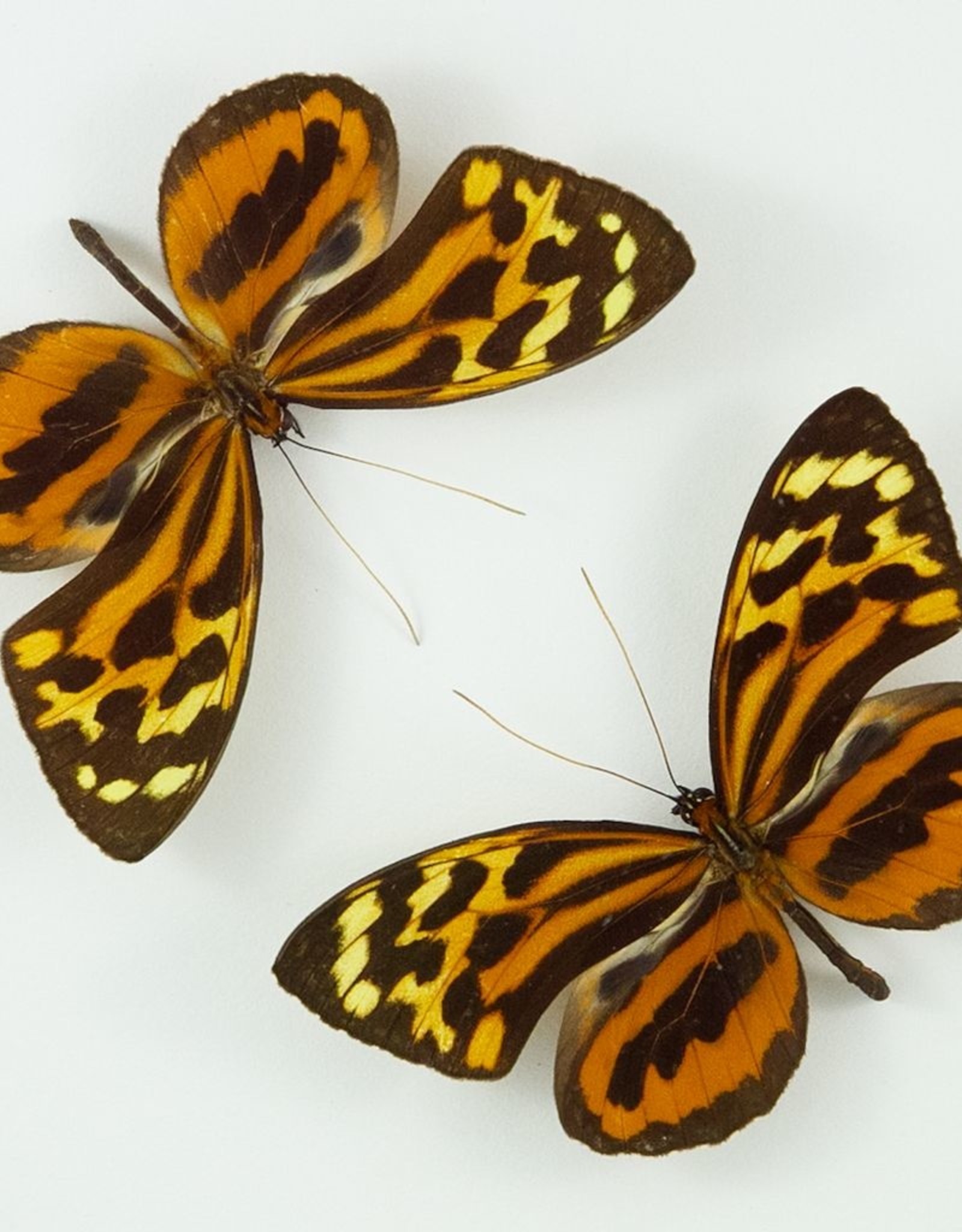 Tithorea harmonia M A1 Huanuco, Peru