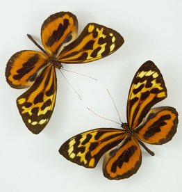 Tithorea harmonia M A1 Huanuco, Peru