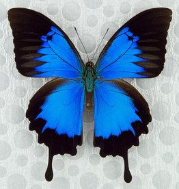 Papilio ulysses autolycus M A1 Papua New Guinea