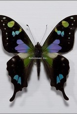 Graphium weiskei M A1/A1- Arfak, Irian Jaya, Indonesia